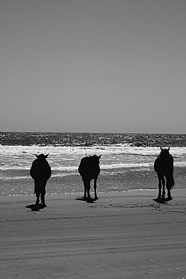 Wild Horses of Currituck County