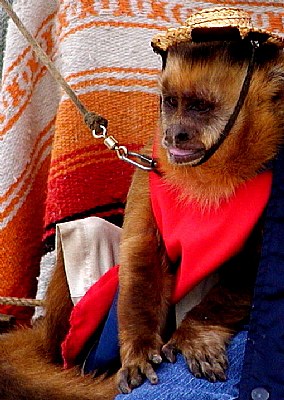monkey