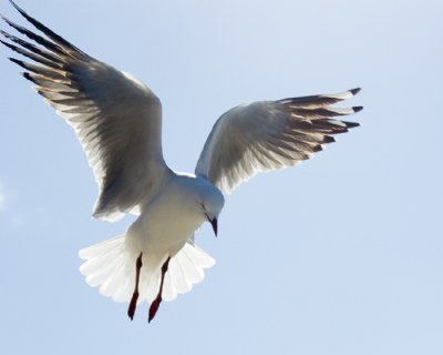 C Gull.