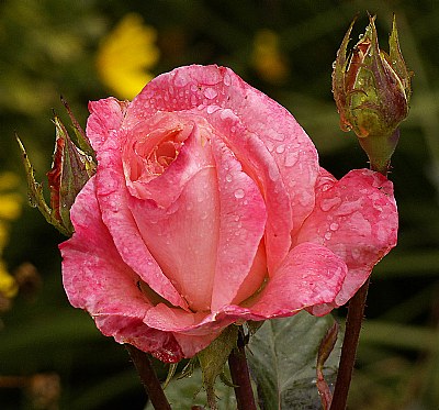 Wet Red Rose