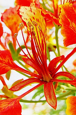 firetree blossom