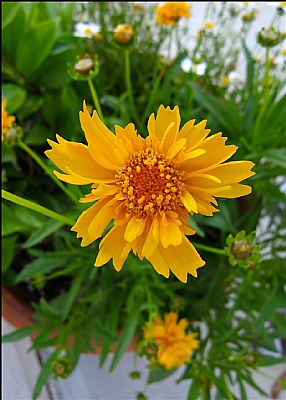 Spiky Yellow Daisy