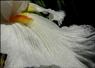 White Iris Macro