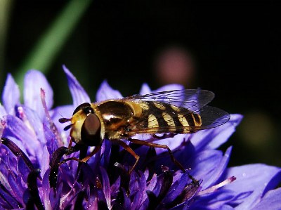 licking the honey