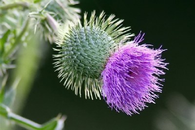 Thistle