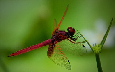 Dragonfly