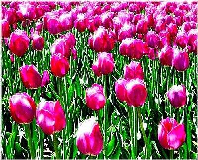 Tulip Festival 2