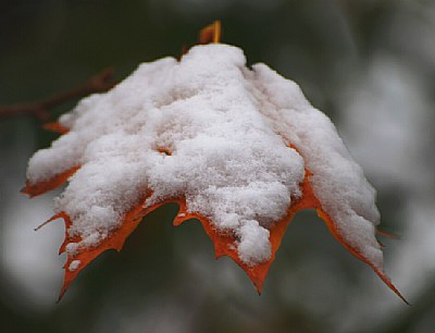 Photographer's  Snow