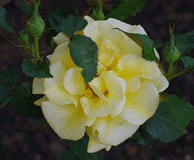 Flower 3