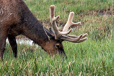 Munching Elk