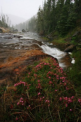 wildflowers n' waterways