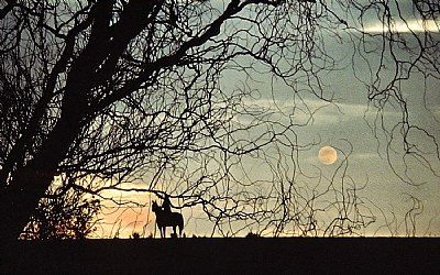 Horse & Rider Silhouette