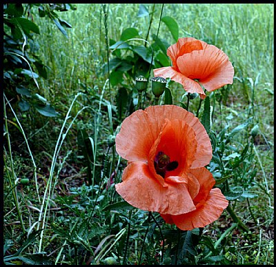 sunday flowers:)