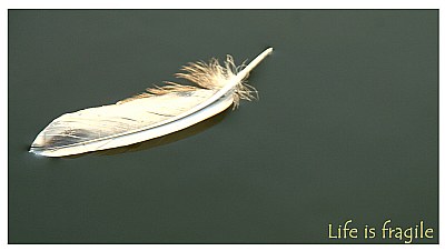 life is fragile