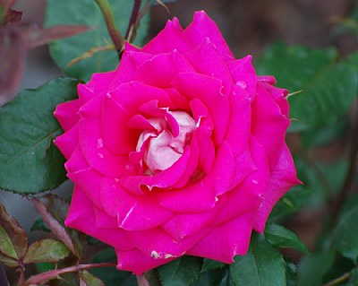 Flower 1
