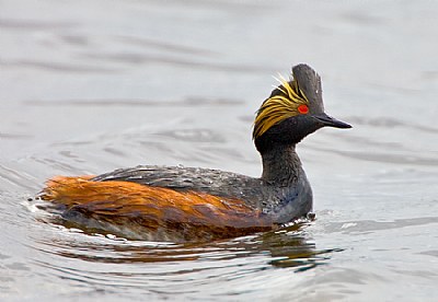 Eared Grebe in breeding plumage.