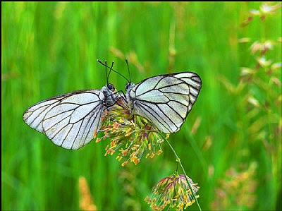 Butterflies...