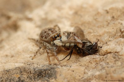 Spider