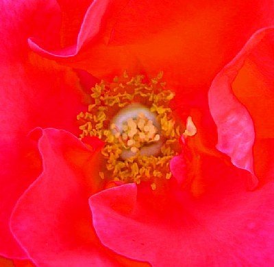 Center of a Rose