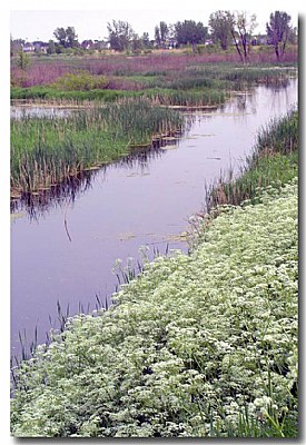 Colour in the Marsh