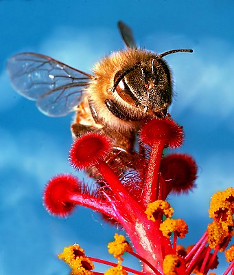 Bee