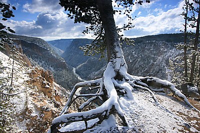 roots and river