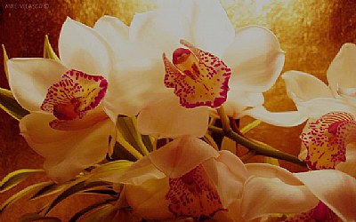 orchids