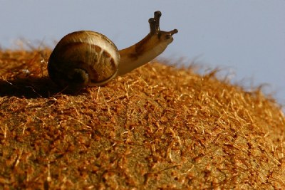 Tiny snail and kiwi...