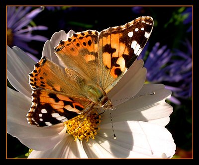 Painted Lady on a Cosmos flower