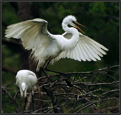 Mating Display