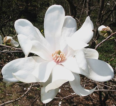 White magnolia