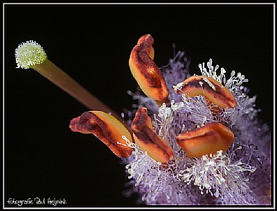 Verbascum