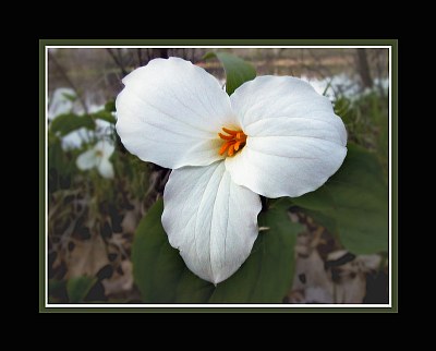 Trillium