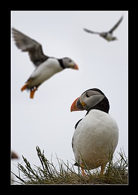 Puffins