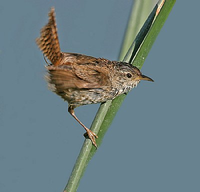 Marsh Wren