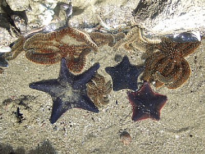 Starfish Summit Meeting