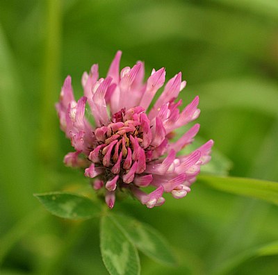 Clover