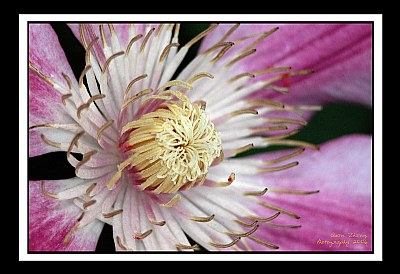 Purple Flower