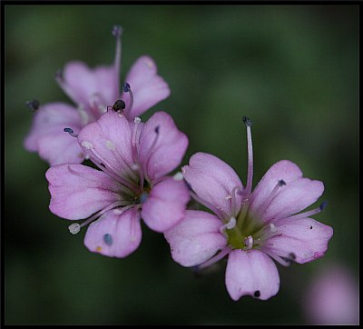 The Colour Purple.