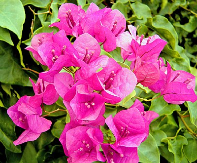 Bougainvilles on Green