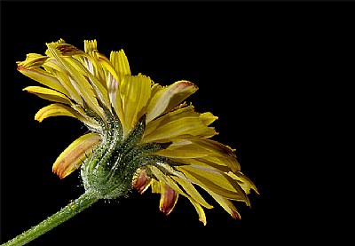 yellow pasture weed