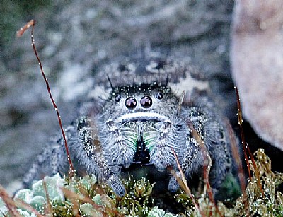 Gray Spider #3