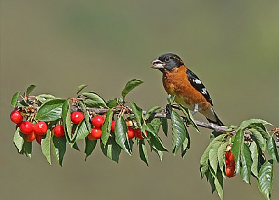 Black-headed Grosbeak