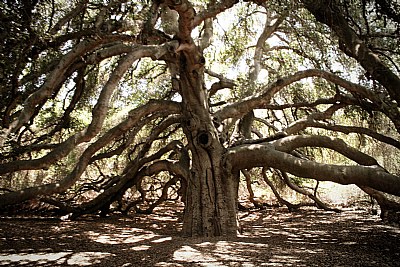 The 1200 Year Oak
