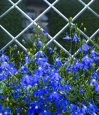 Reflections in Blue