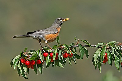 American Robin