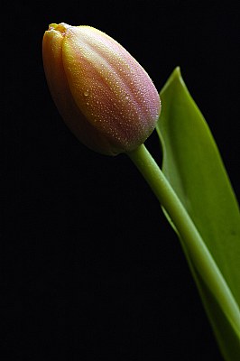 Another Tulip
