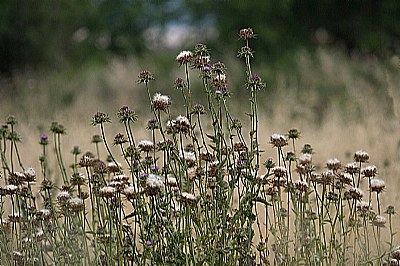 Selvatic flowers