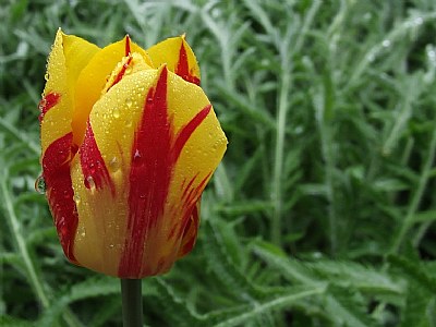 Tulip