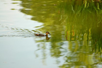 Duckling